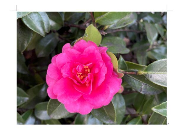 本文に挿入された画像