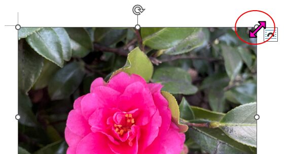 画像のサイズ変更ハンドル