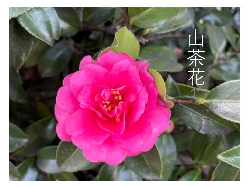 テキストボックスを縦書きにした結果