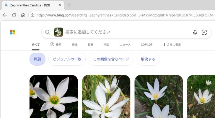 Bingの画像検索