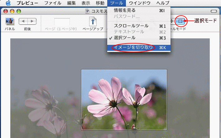 プレビューで写真を切り抜いて別名で保存 Mac その他アプリ 初心者のためのoffice講座