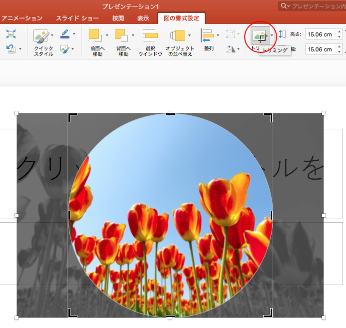 挿入した写真を図形に合わせてトリミングして保存 Mac Office For Mac 初心者のためのoffice講座